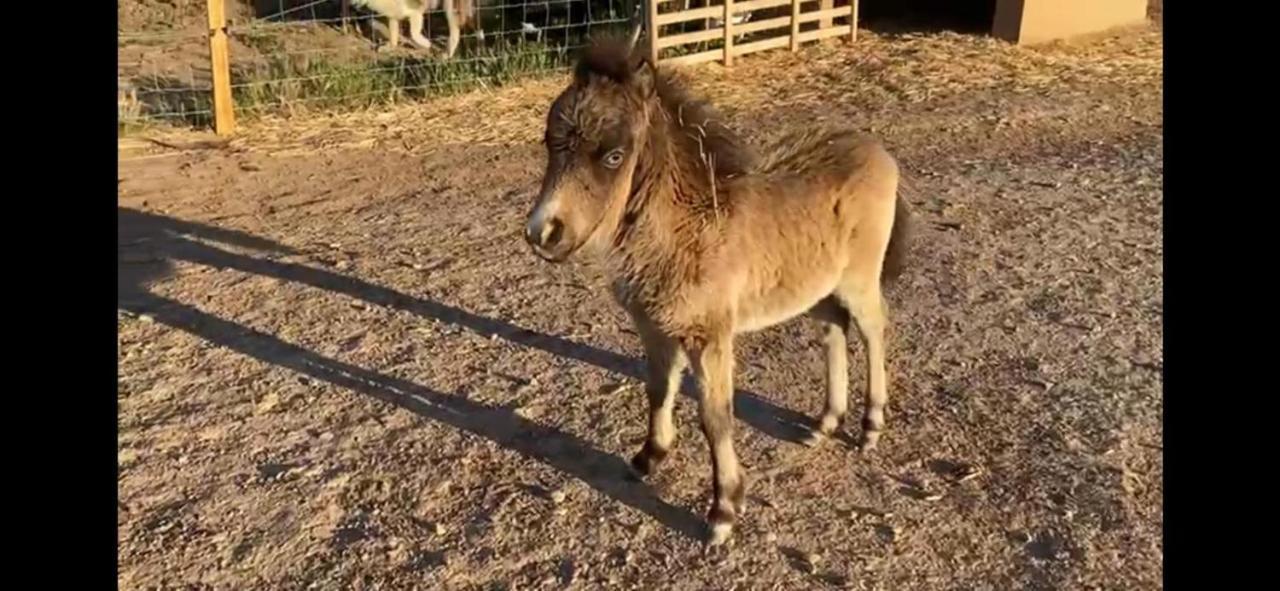 Gite A La Ferme Avec Piscine & Spa Arles Kültér fotó